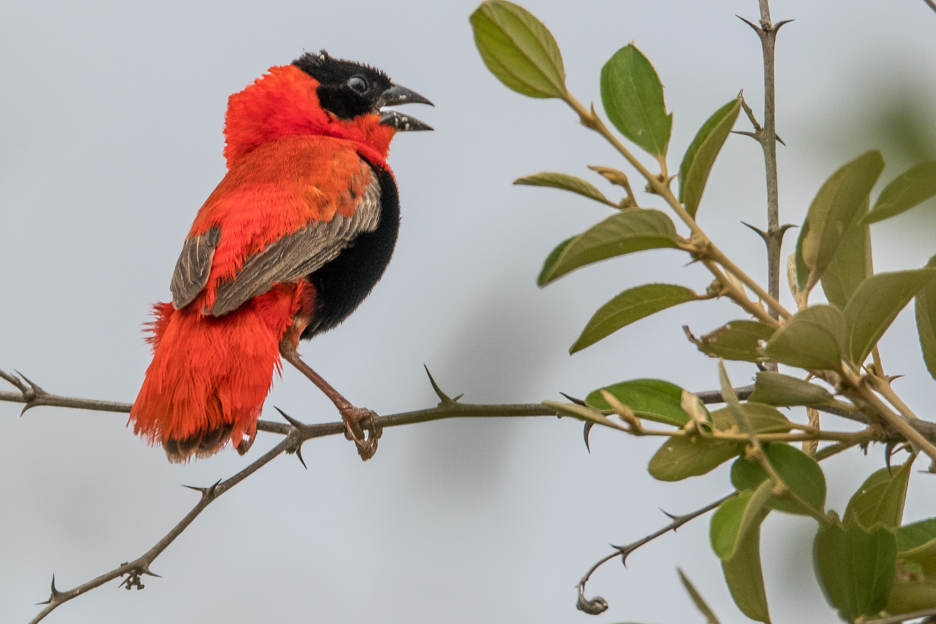 Euplecte Franciscain (Northern Red Bishop, Euplectes Franciscanus), mâle adulte nuptial chantant, Brousse de Somone, Région de Thiès, Sénégal.